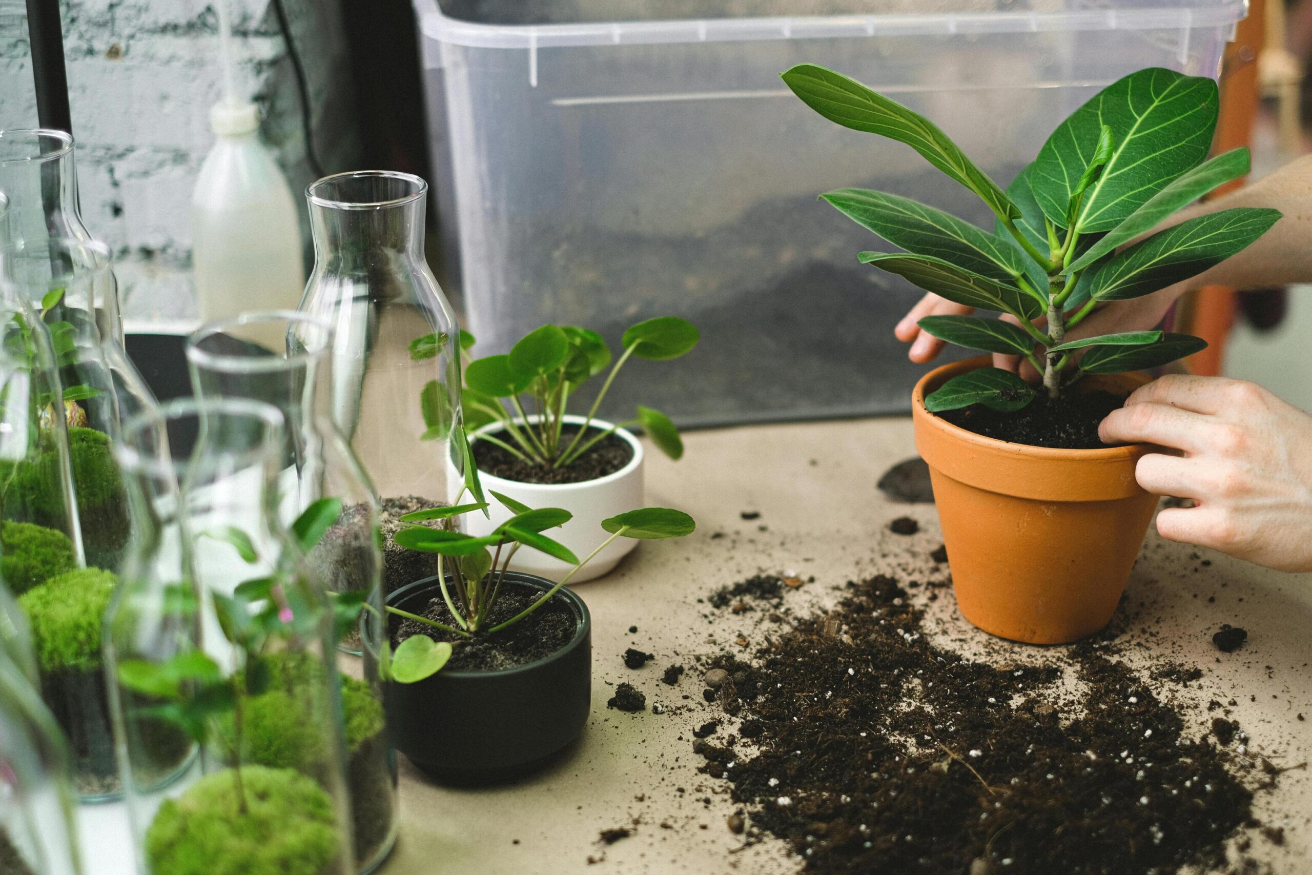 O que é pegada ecológica? | eureciclo