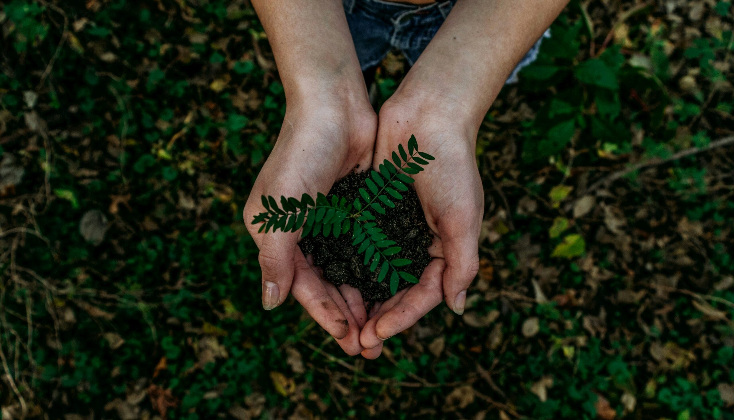 O que é economia regenerativa e por que ela é o próximo passo da sustentabilidade
